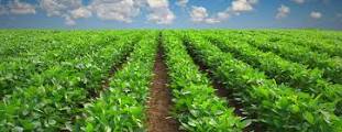 Nigeria Plans to Adopt Japan’s Model to Develop Agriculture