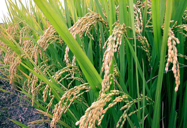 rice-plantation