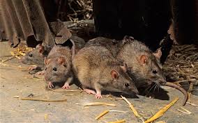 NIGERIA RECORDS FIRST CASE OF LASSA FEVER IN ONDO