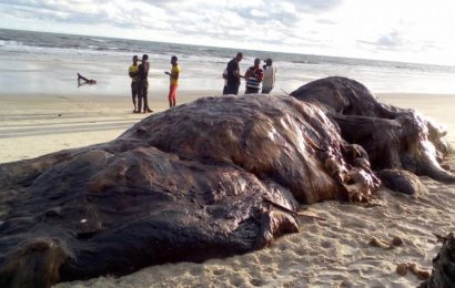 Whale Found on Nigerian Seashore