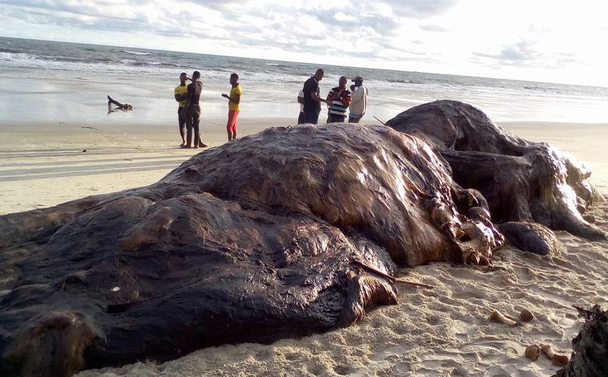 Whale Found on Nigerian Seashore