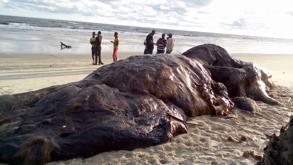 dead-whale-in-akwa-ibom-seashore1