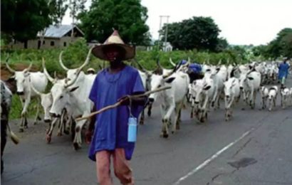 Govt Orders Herdsmen to Move Cattle Out of Abuja