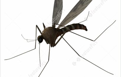 Mosquitoes Are Our Friends, Stop Killing Them – Don