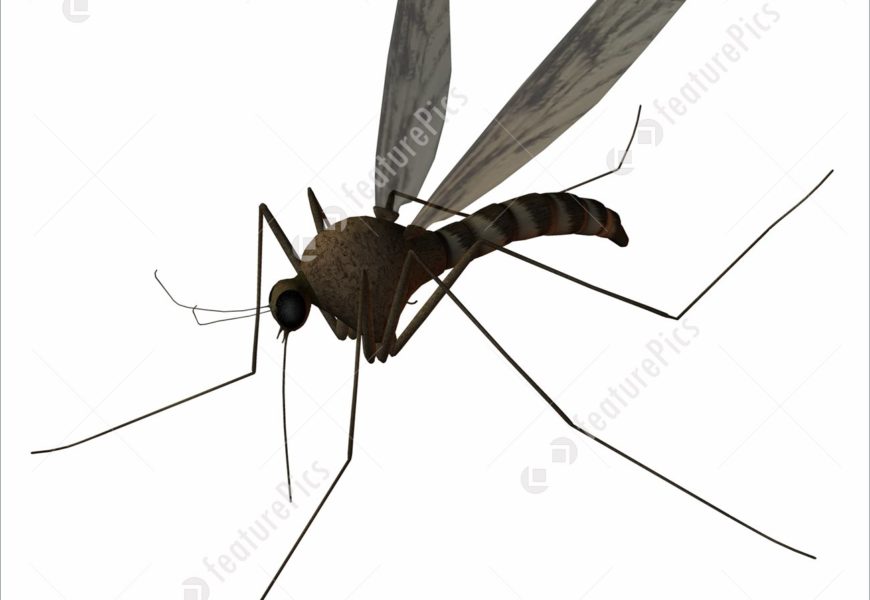 Mosquitoes Are Our Friends, Stop Killing Them – Don