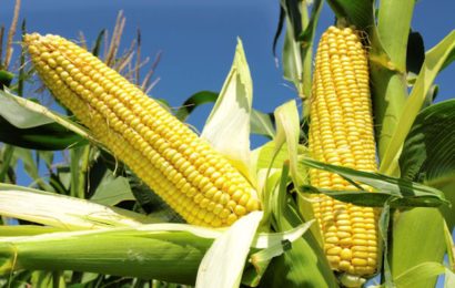 Nigerian Farmers Warn Govt Against Maize Importation