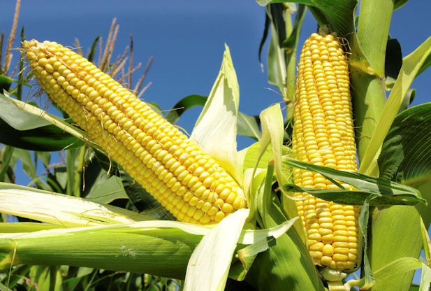 Nigerian Farmers Warn Govt Against Maize Importation