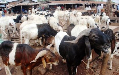 Prices of Rams Increase by 50%  in Nigeria Markets 