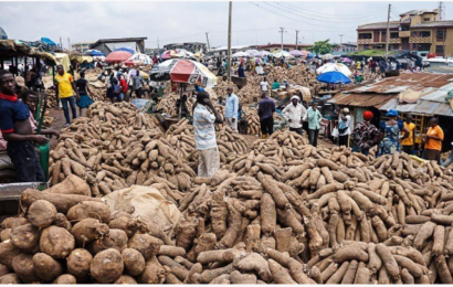 Nigeria Begins Registration of Yam Farmers for Export