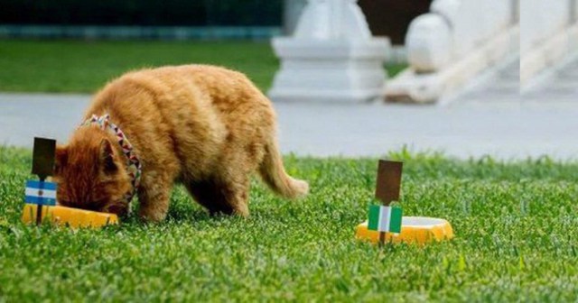 World Cup: Cat which predicted Nigeria-Argentina match dead