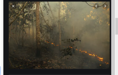 Amazon Rain-forest Fire and Effective Use of Social Media