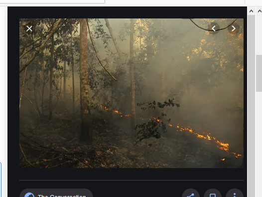 Amazon Rain-forest Fire and Effective Use of Social Media