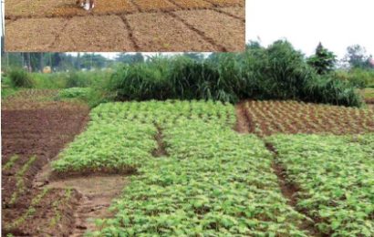 2020: Why Farmers Must Caution against Early Planting