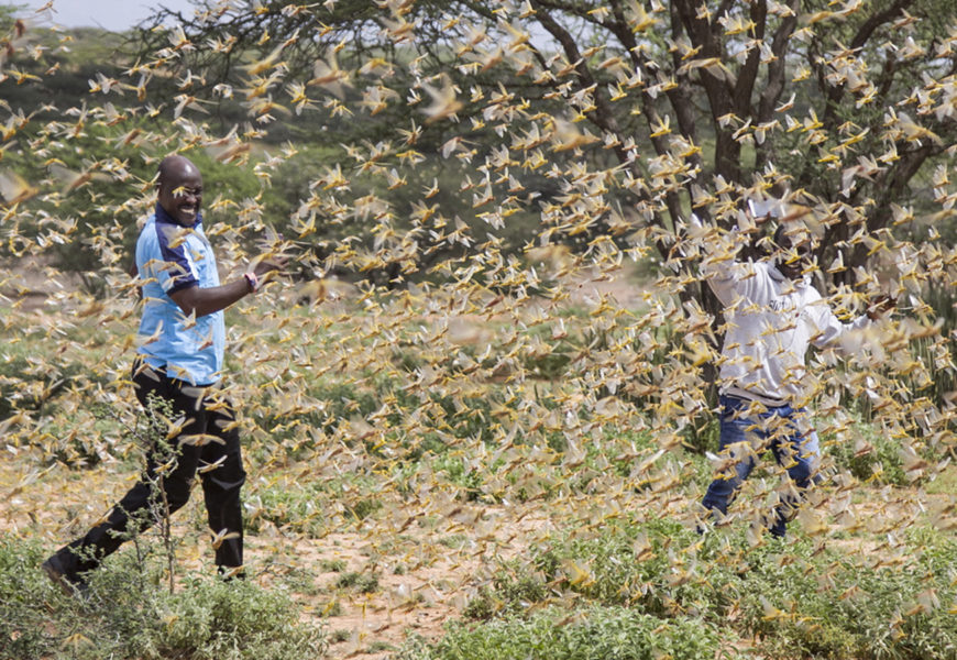 Locust Outbreak Looms, UN Emergency Chief Warns As…